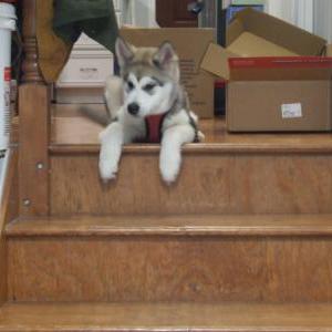 Image of Sarah, Lost Dog