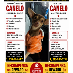 Lost Dog Canelo