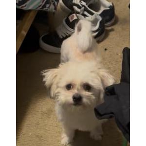 Image of Pucca, Lost Dog