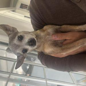 Image of Chiquita, Lost Dog