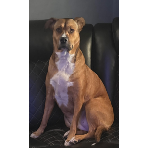 Image of Bella, Lost Dog