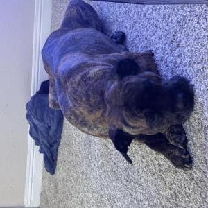 Image of unknown, Found Dog