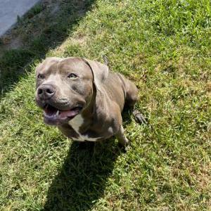 Image of Miles, Lost Dog