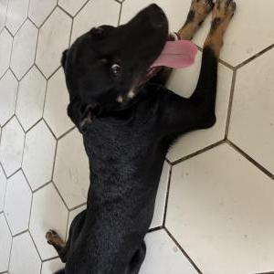 Image of Unknown, Found Dog