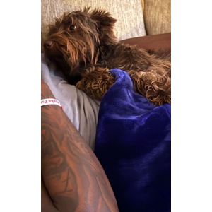 Image of RJ, Lost Dog