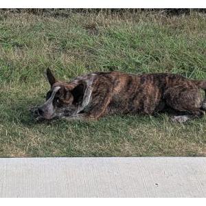 Image of Unknown, Lost Dog