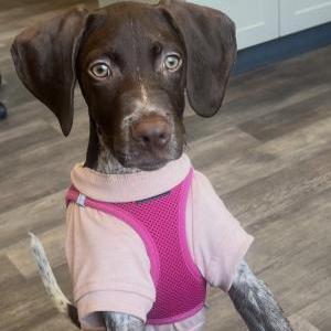 Lost 1 Harlow (New Jersey)