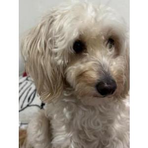 Image of Canela, Lost Dog