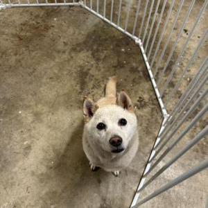 Image of Unknown, Found Dog