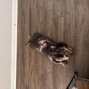 Image of Boss, Lost Dog