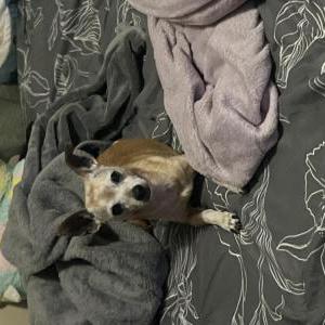 Image of Charles, Lost Dog