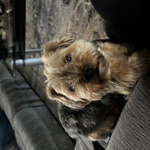 Image of Tutu, Lost Dog