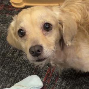 Lost 1 Teddy (Texas)