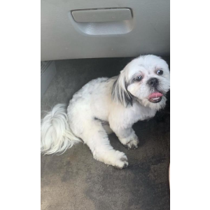 Image of Tyson, Lost Dog