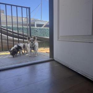 Image of unknown, Found Dog