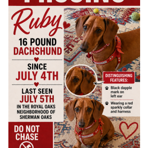 Image of Ruby, Lost Dog