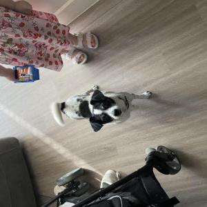 Lost Dog PeeWee