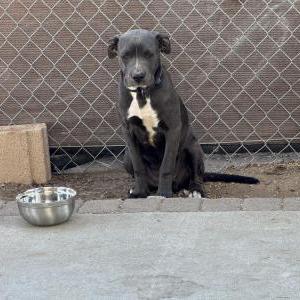 Image of Chevy, Lost Dog
