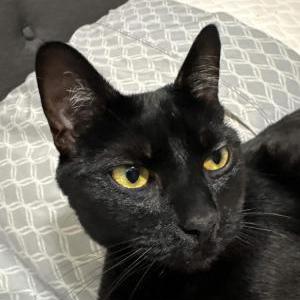 Image of Jojo, Lost Cat