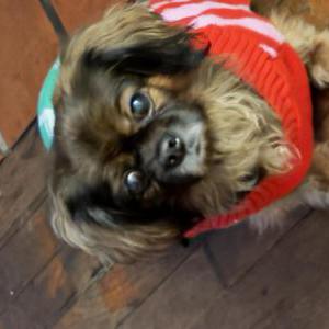 Image of London, Lost Dog