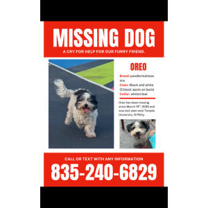 Image of Oreo, Lost Dog