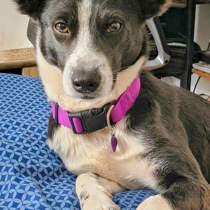 Image of Tiana, Lost Dog
