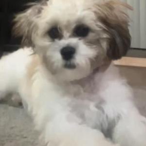 Image of Clover, Lost Dog