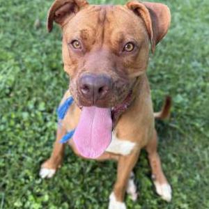 Image of Scrap, Lost Dog