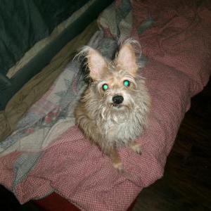 Image of Toby, Lost Dog