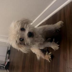 Image of Unknown, Found Dog