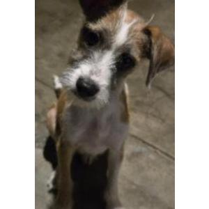 Image of Unknown, Found Dog
