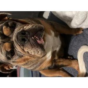 Lost 1 Bailey (California)