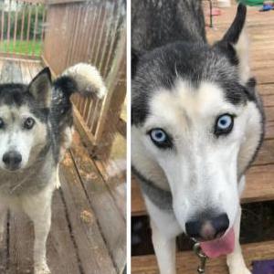Image of Omega, Lost Dog