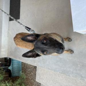 Image of unknown, Found Dog