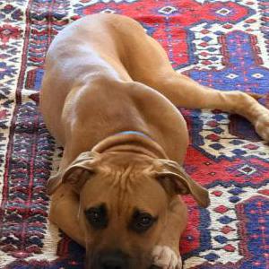 Image of Unknown, Found Dog