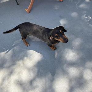 Lost Dog Mowgly