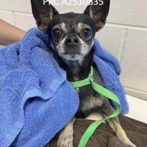 Image of Princess, Lost Dog