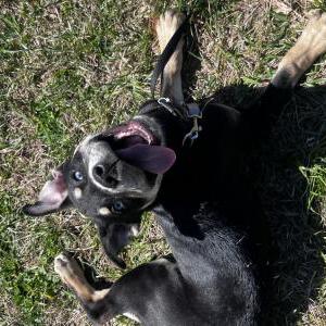 Image of Diamond, Lost Dog