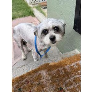 Image of Unknown, Found Dog