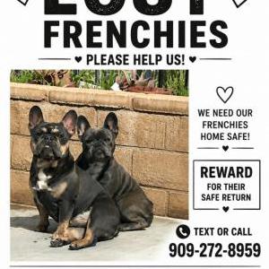 Image of Madusa & zues, Lost Dog