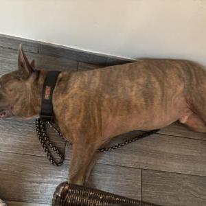 Image of unknown, Found Dog