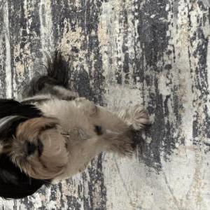 Image of Milo, Lost Dog
