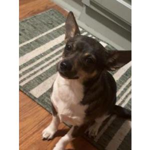 Lost 1 Shady (Illinois)