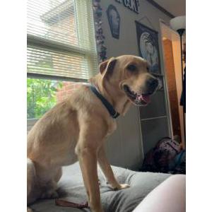 Image of Sargent, Lost Dog