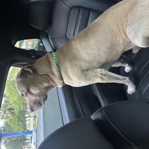 Lost 1 Blaze (Florida)