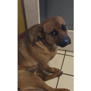 Image of Coco, Lost Dog