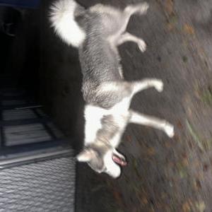 Image of Unknown, Found Dog