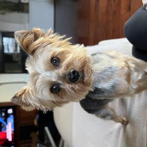 Lost 1 Enzo (CA)