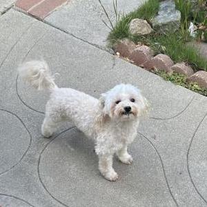 Image of Ben, Lost Dog
