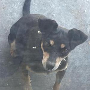 Image of Peewee Junior, Lost Dog